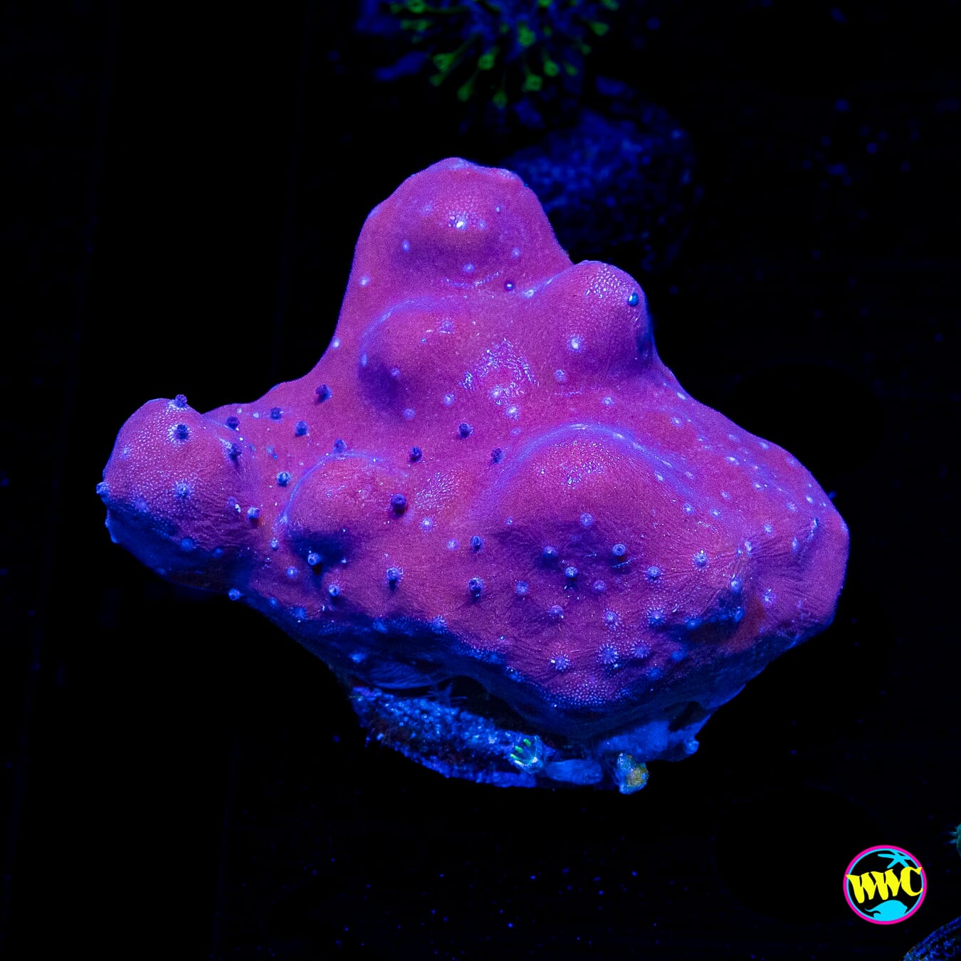 Blue Ridge Heliopora Coral