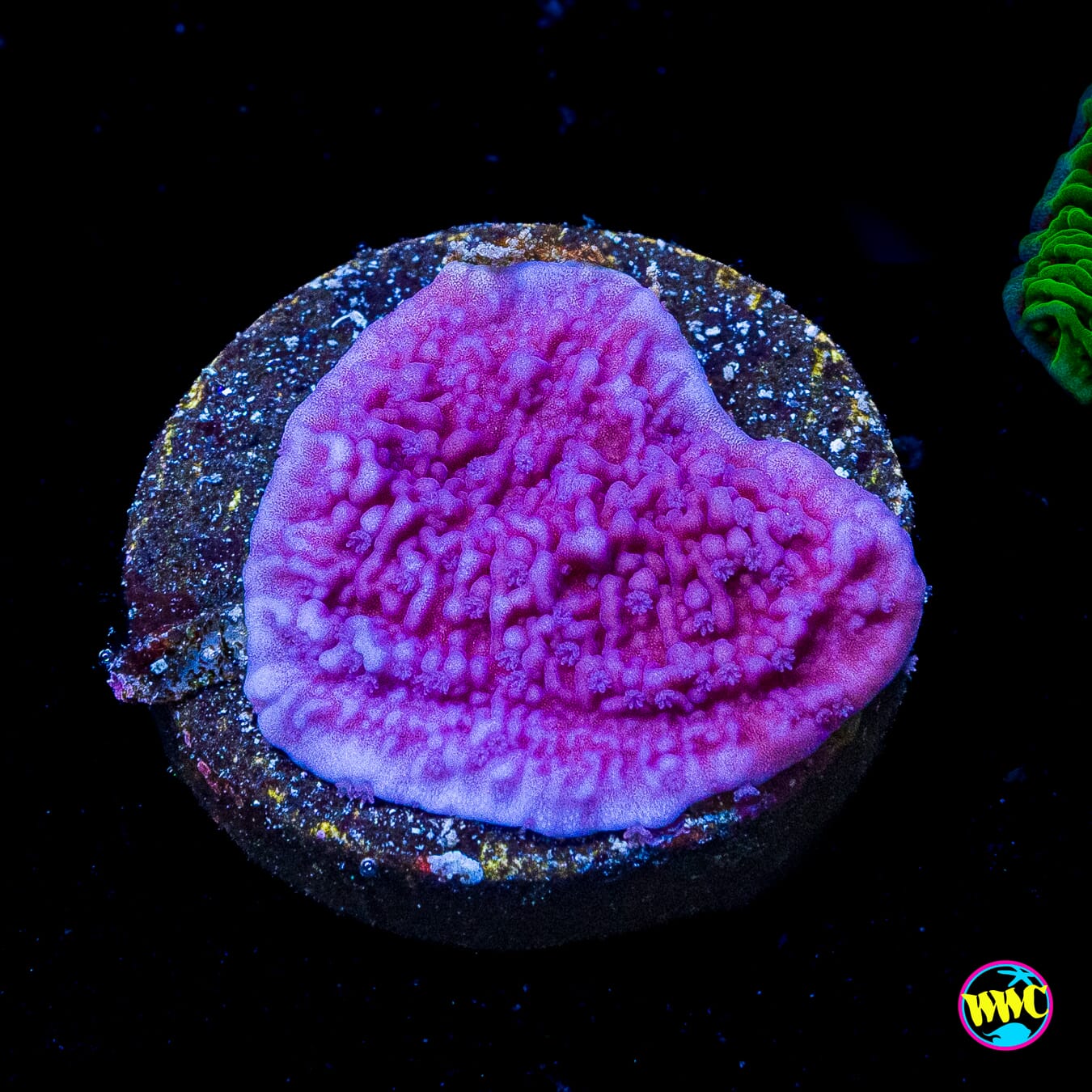 Vivid's Purple Cap Montipora