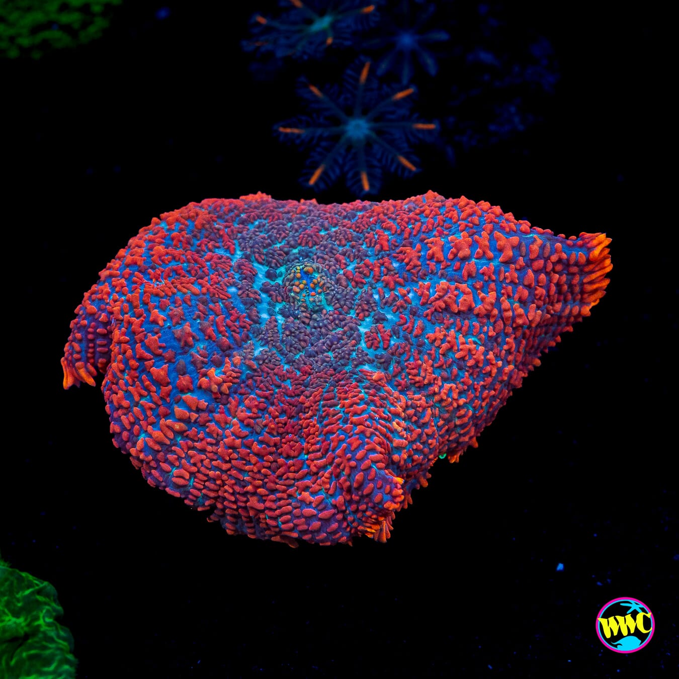 Superman Rhodactis Mushroom
