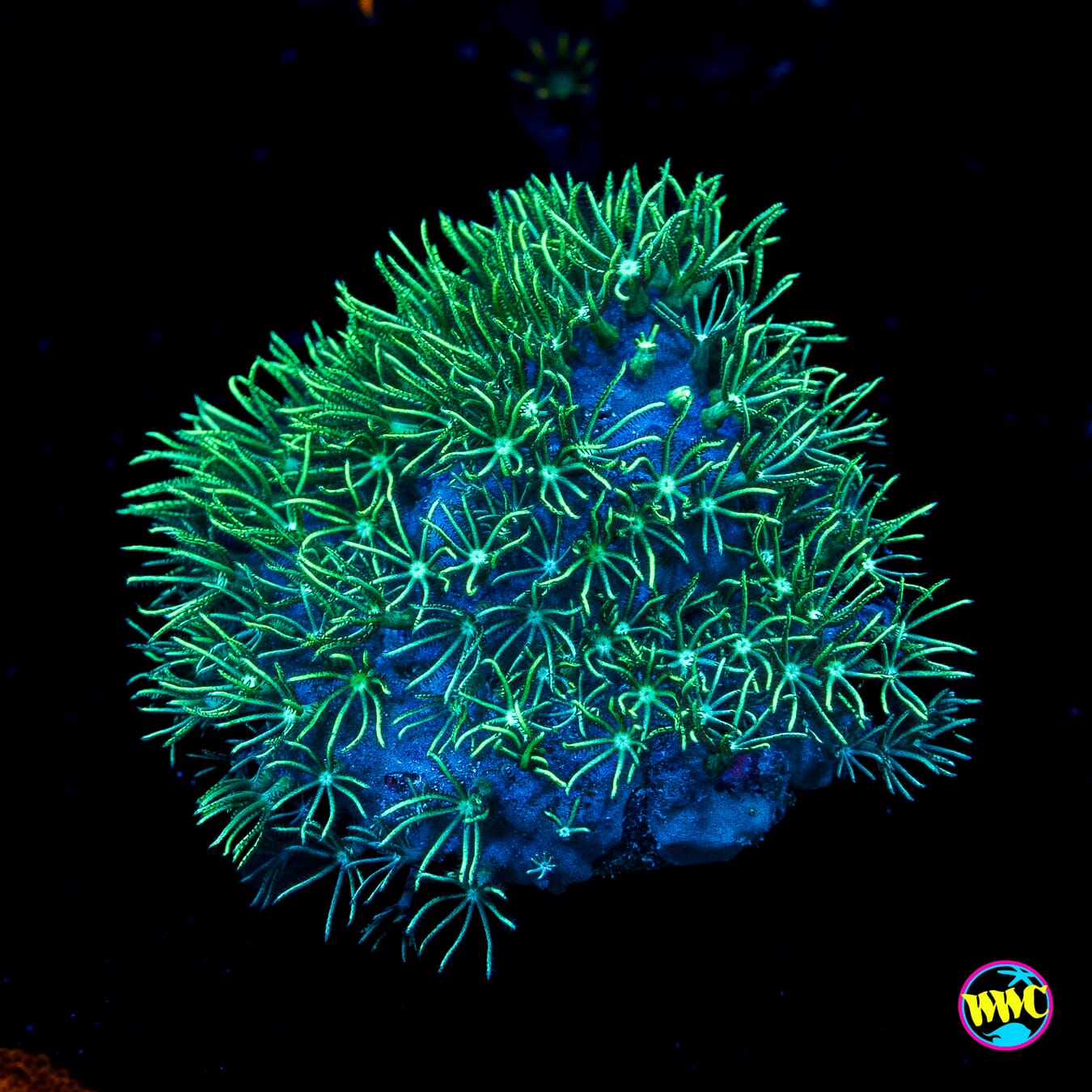 Green Star Polyps