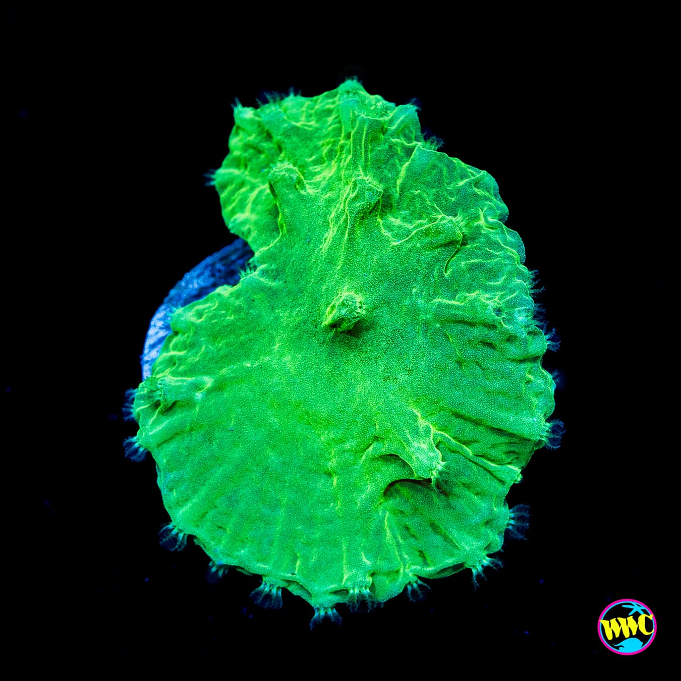 WWC Neon Cabbage Leather