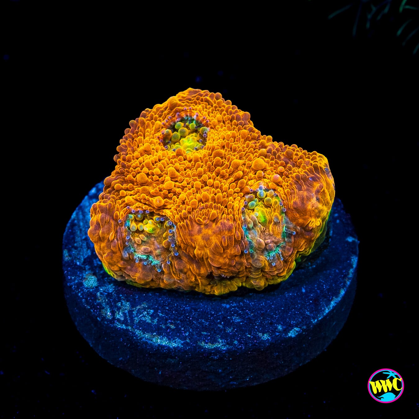 Orangeade Echinata