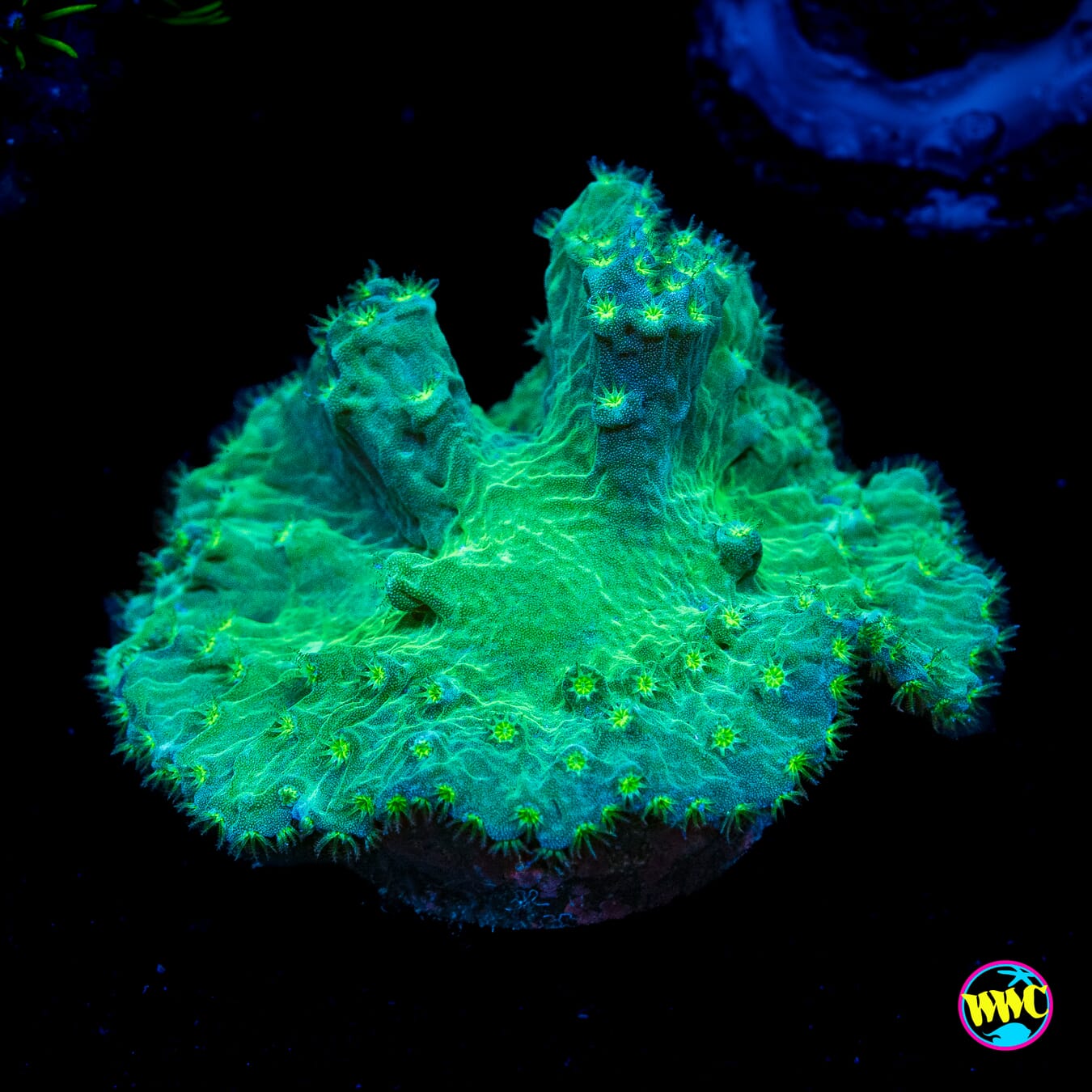 WWC Cabbage Leather