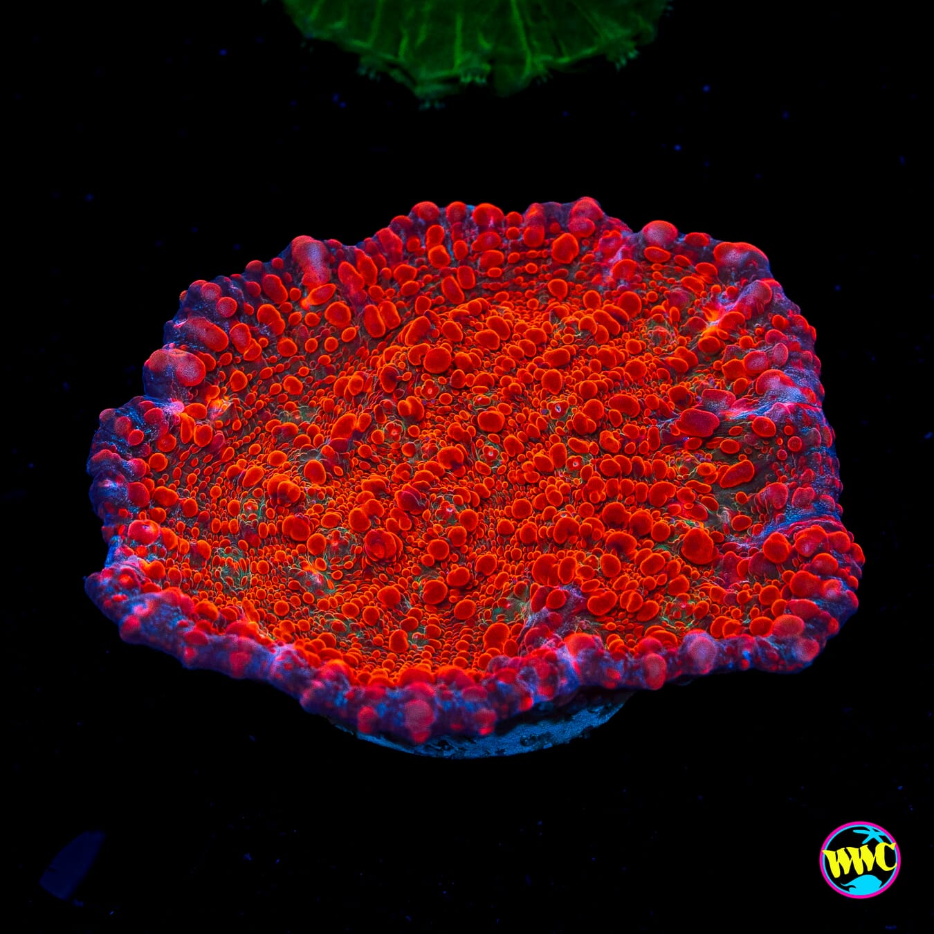 Cherry Garcia Chalice