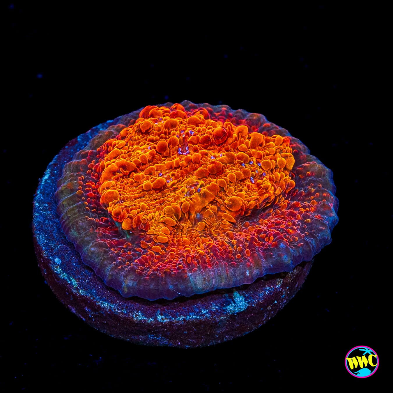 WWC Seared Stellaria Chalice