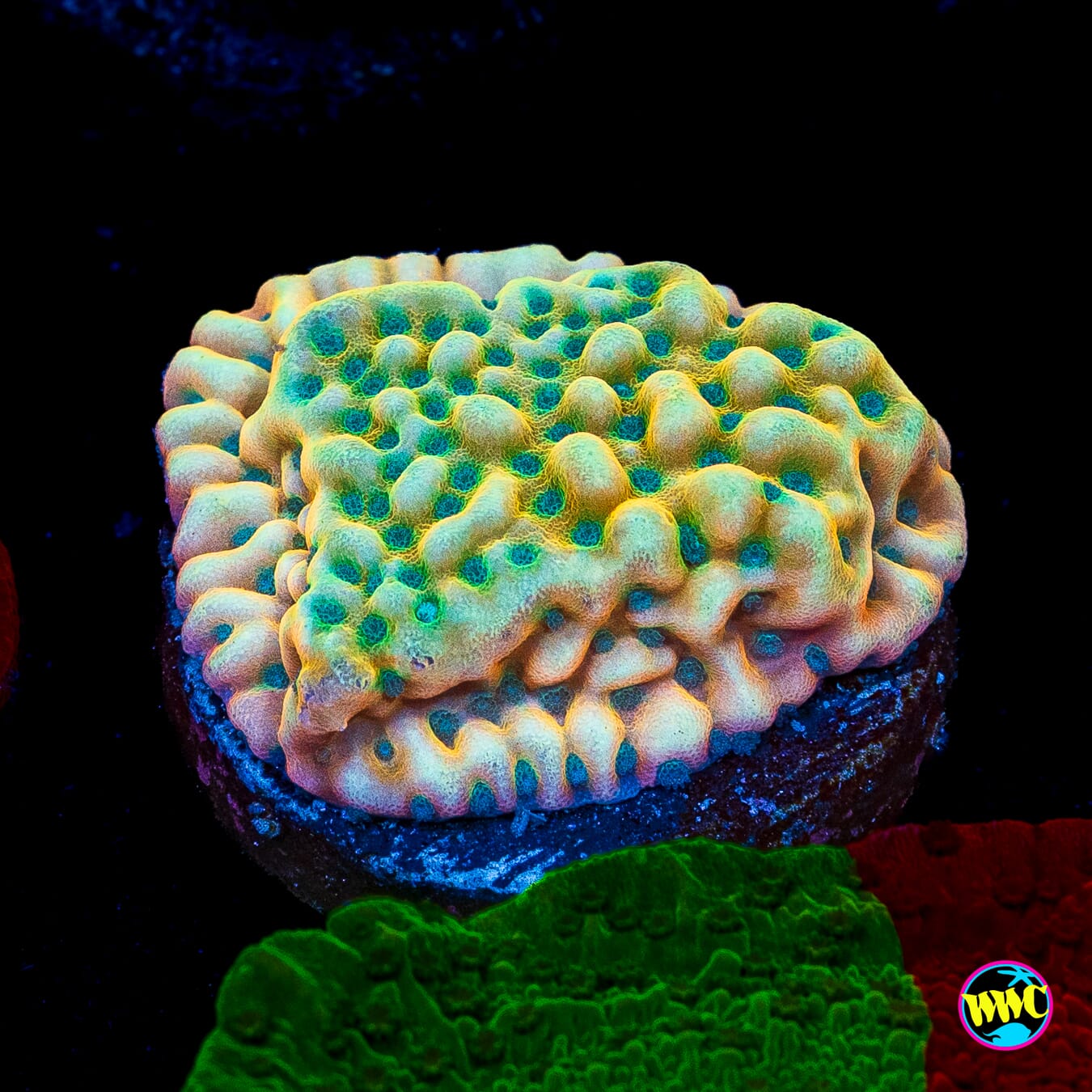Jason Fox Beach Bum Montipora