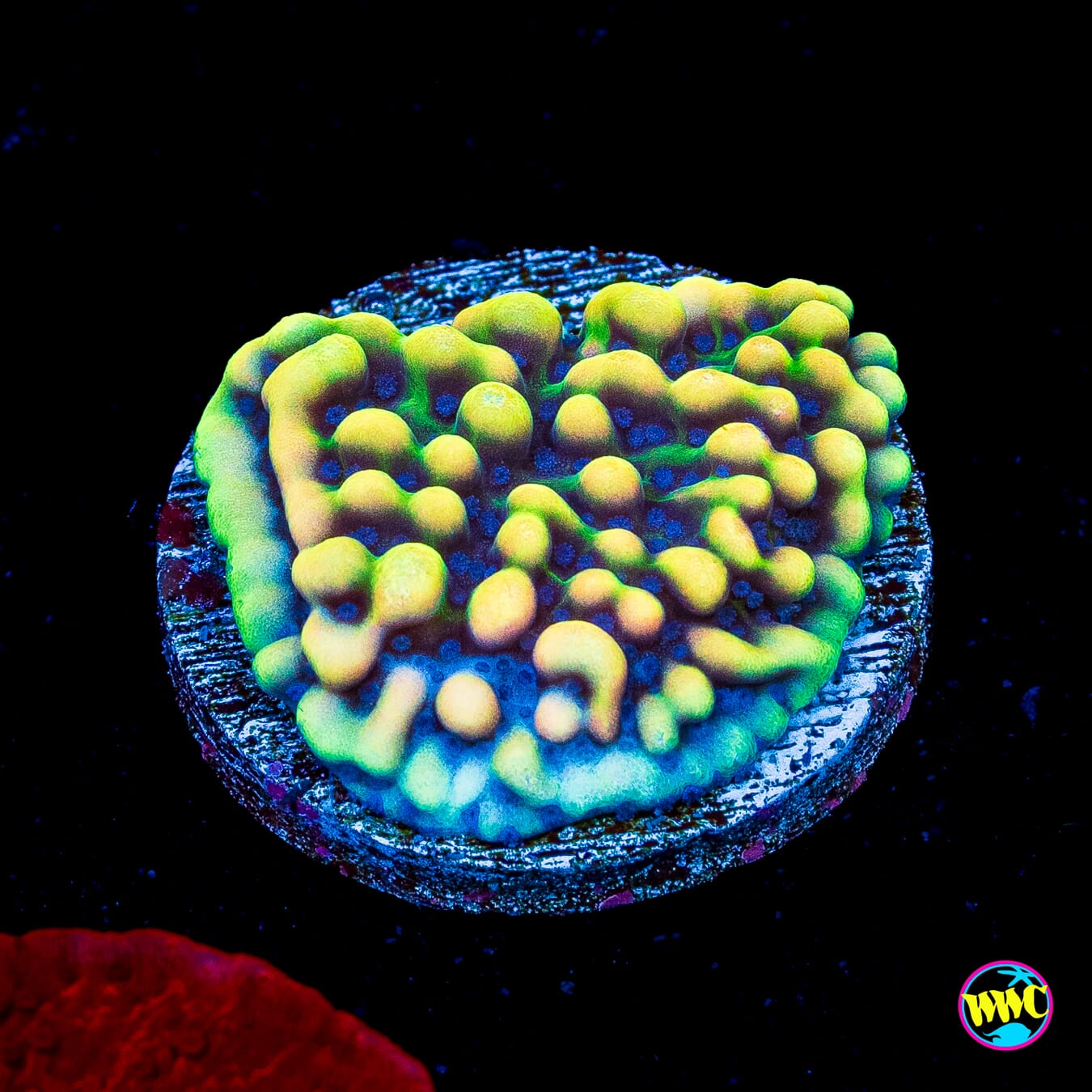 WWC Dark Portal Montipora