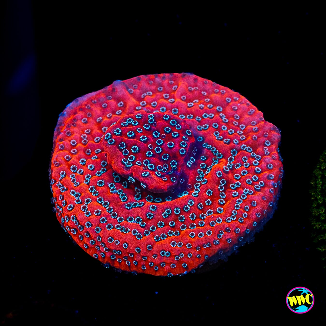 WWC Dragonfruit Montipora
