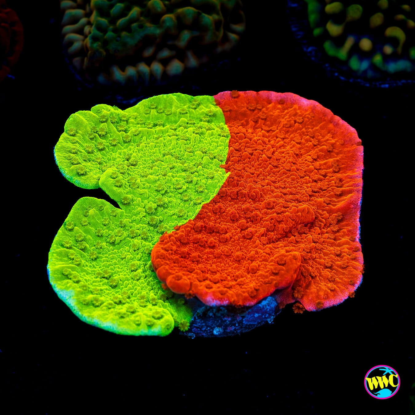 WWC Jaw Breaker Grafted Montipora