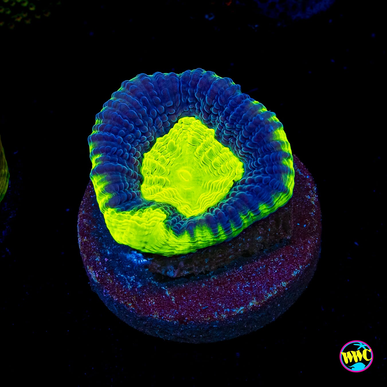 Nuclear Neon Goniastrea