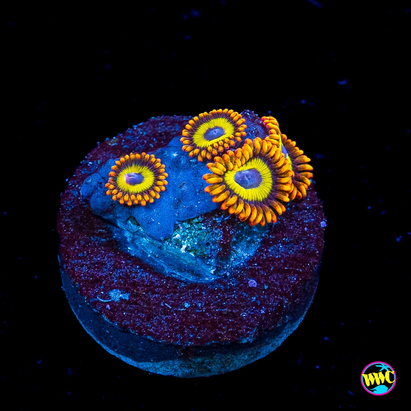Fruit Loopz Zoanthids