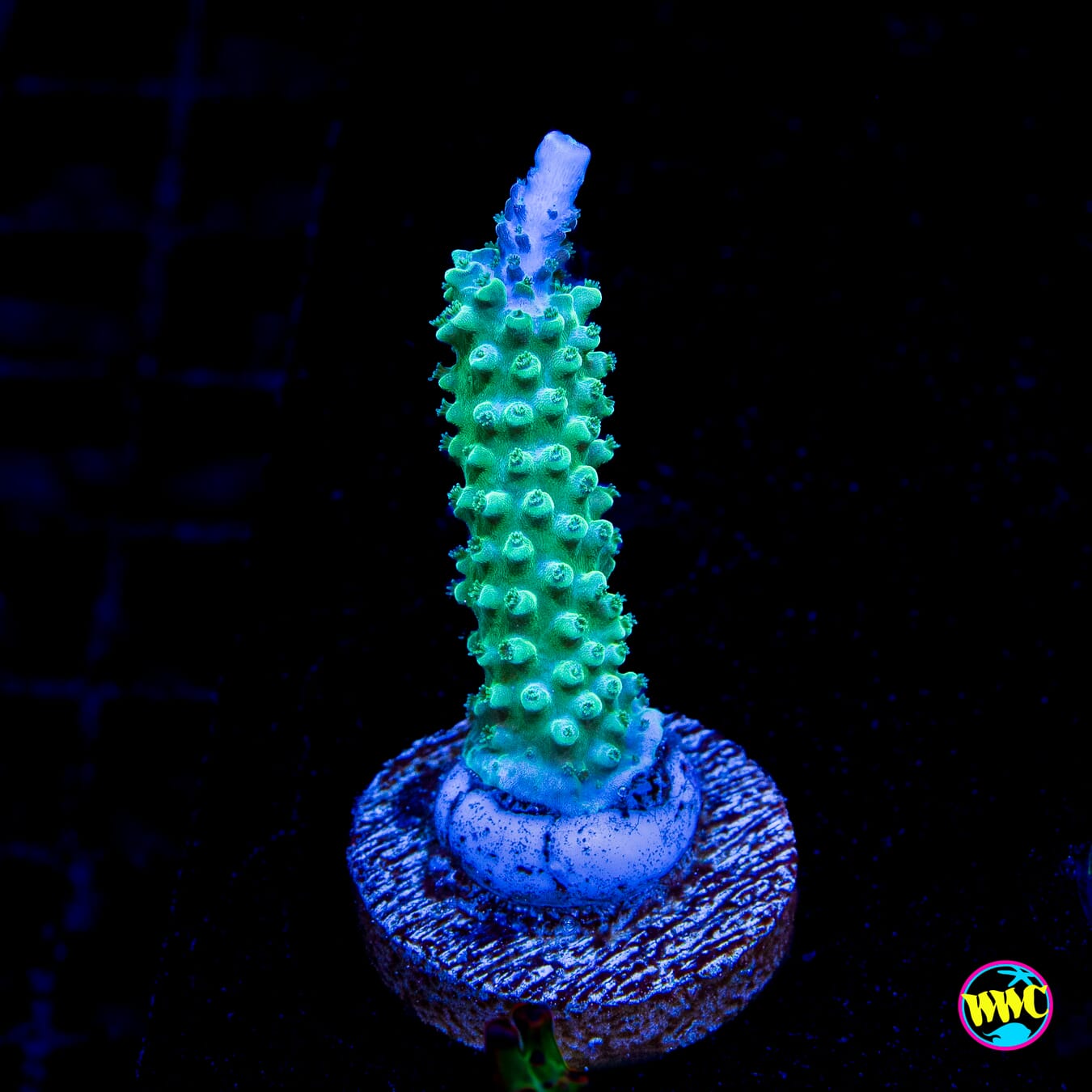 WWC Green Lightning Stag Acropora