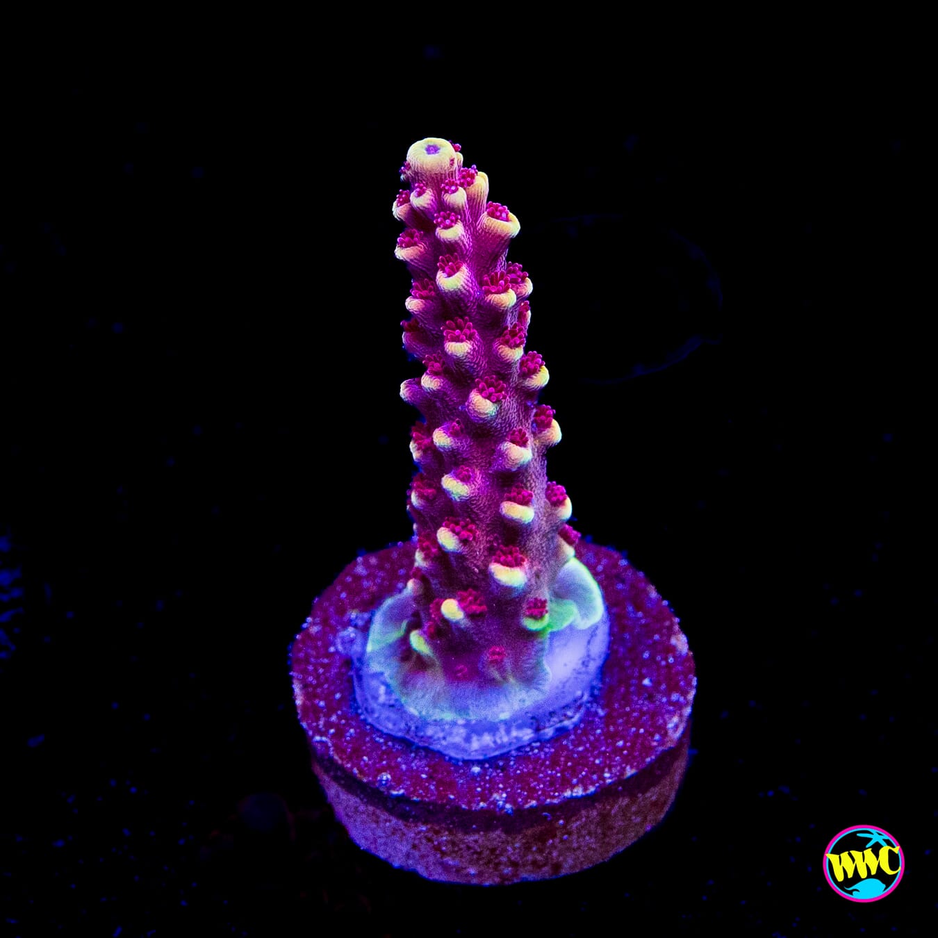 WWC Terra Red Acropora