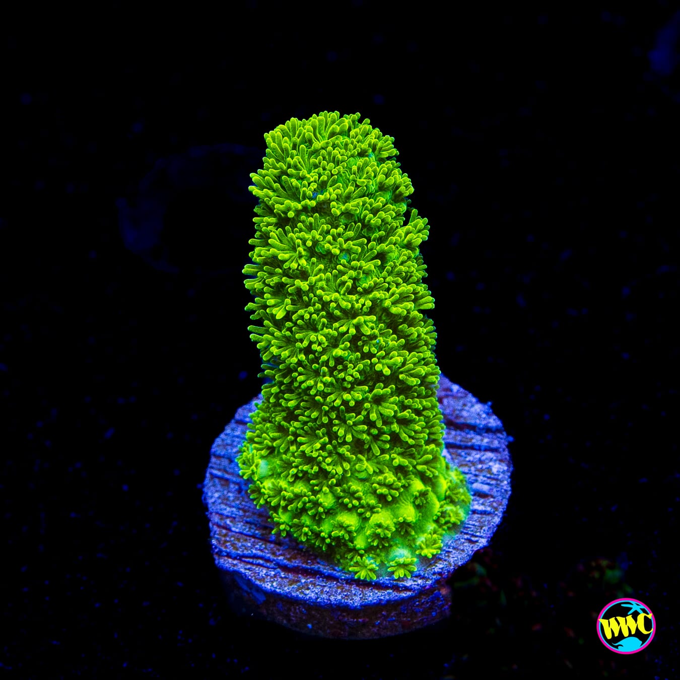 Green Slimer Acropora