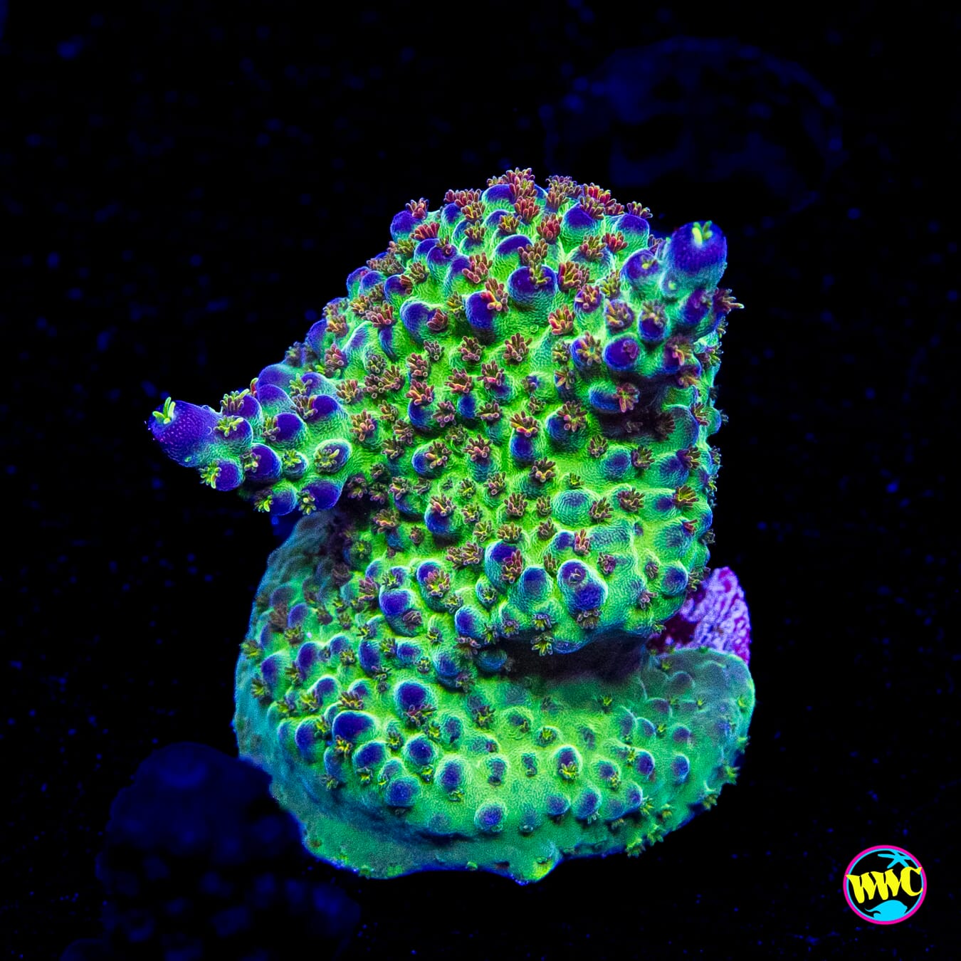 JKR Rainbow Acropora