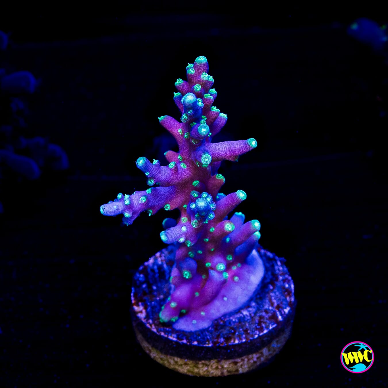 WWC Moonshine Acropora