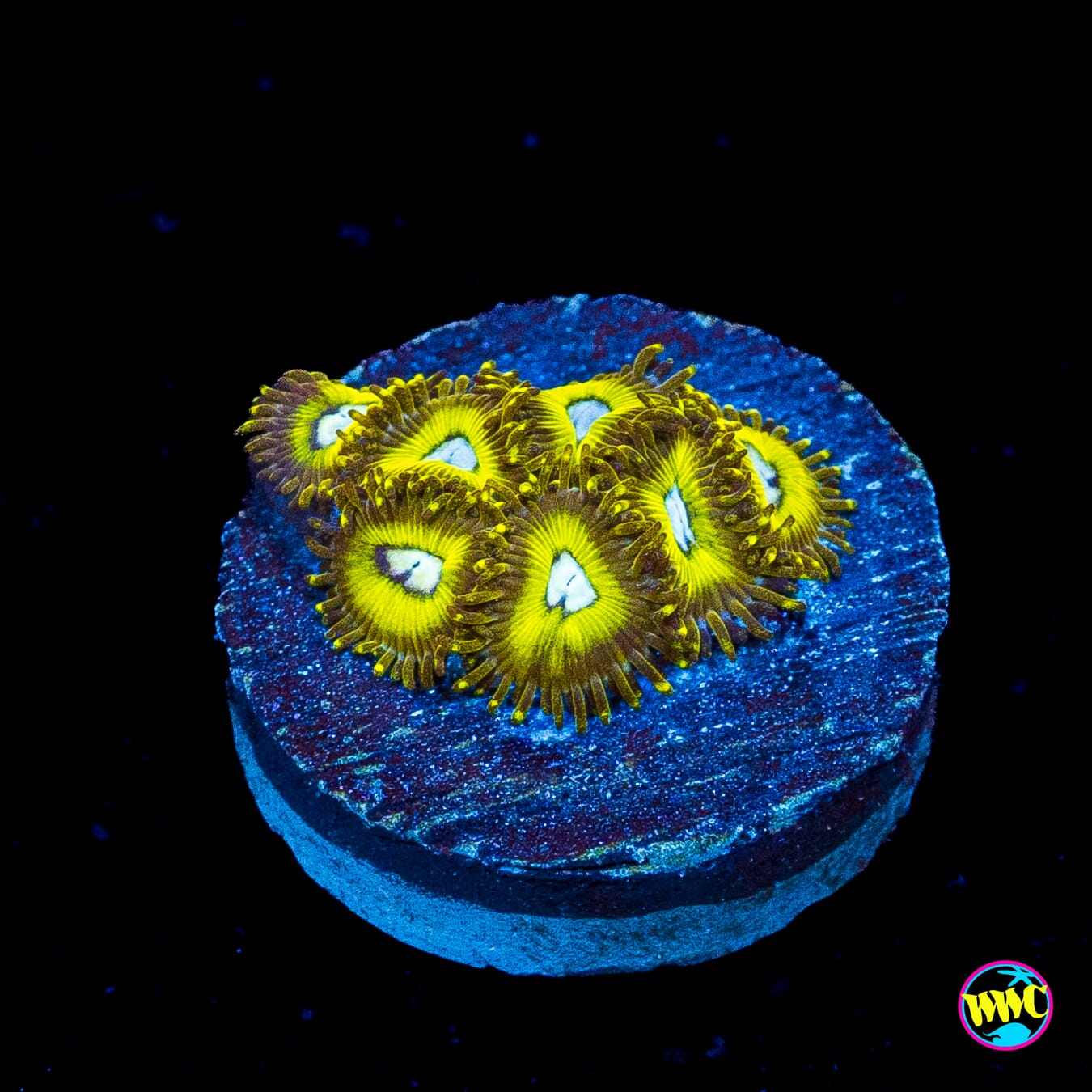 Pikachuz Zoanthids