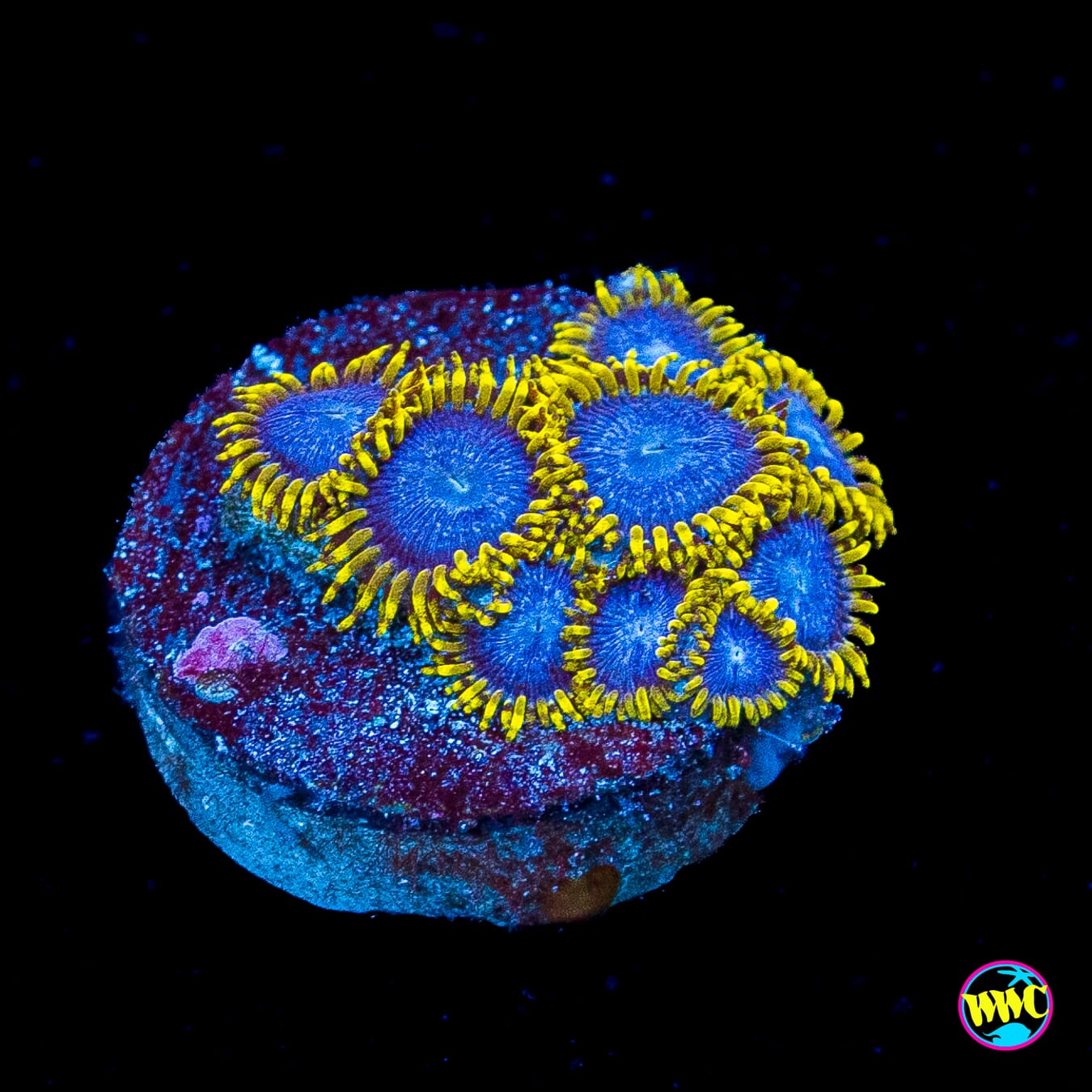 WWC Blue Angels Zoanthids