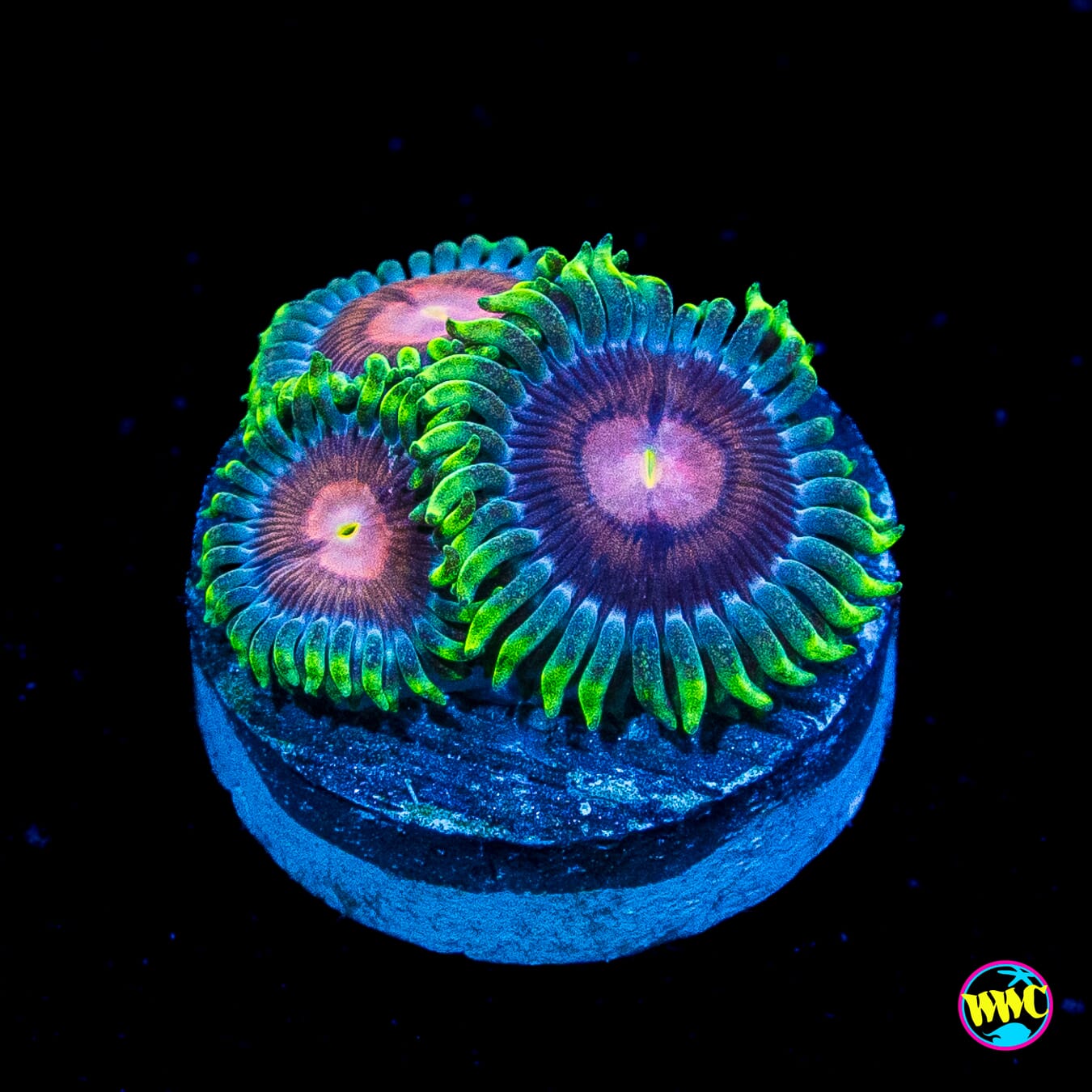 WWC Lucky Kentucky Zoanthids