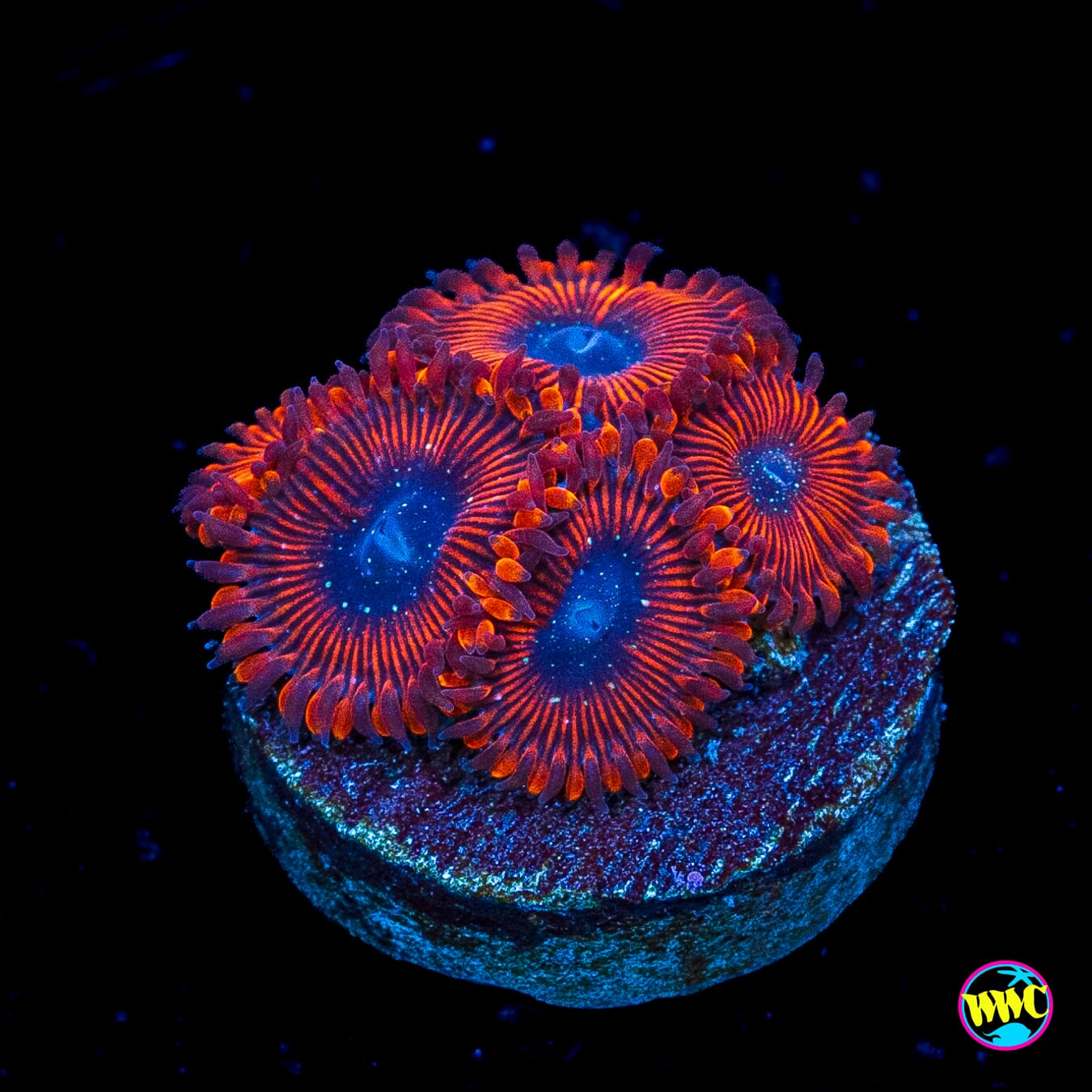 Scarlet Wizard Zoanthids