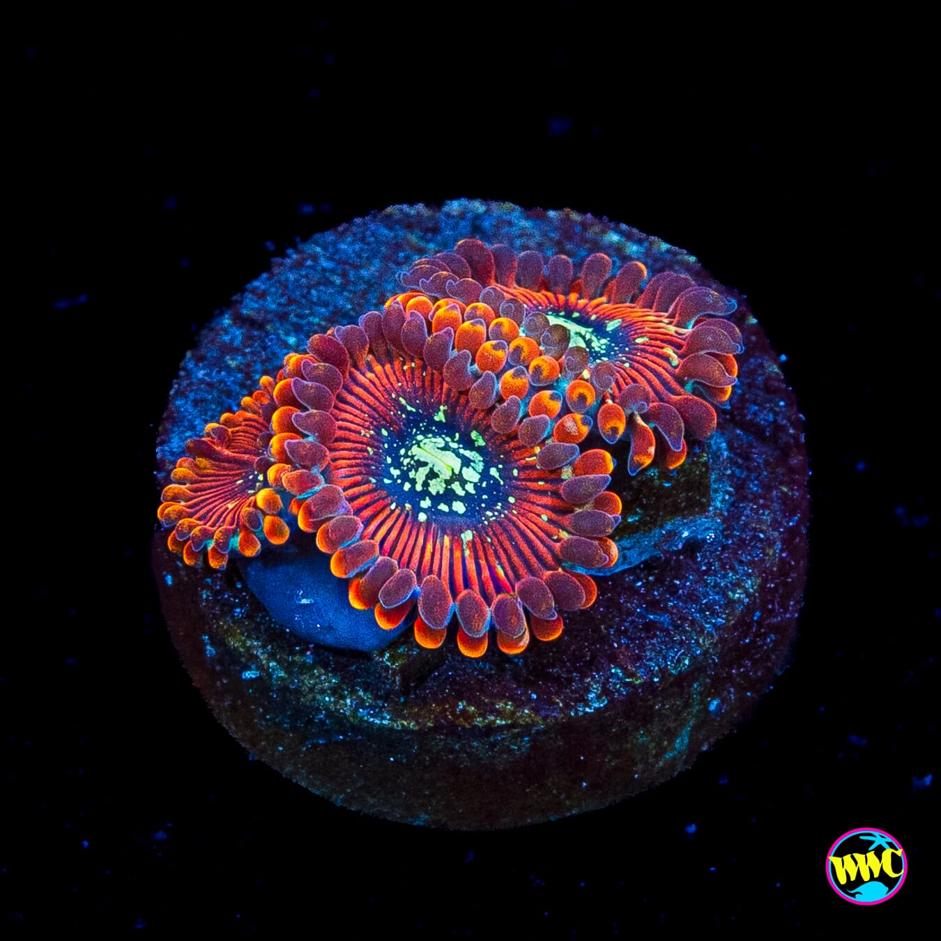Magician Zoanthids