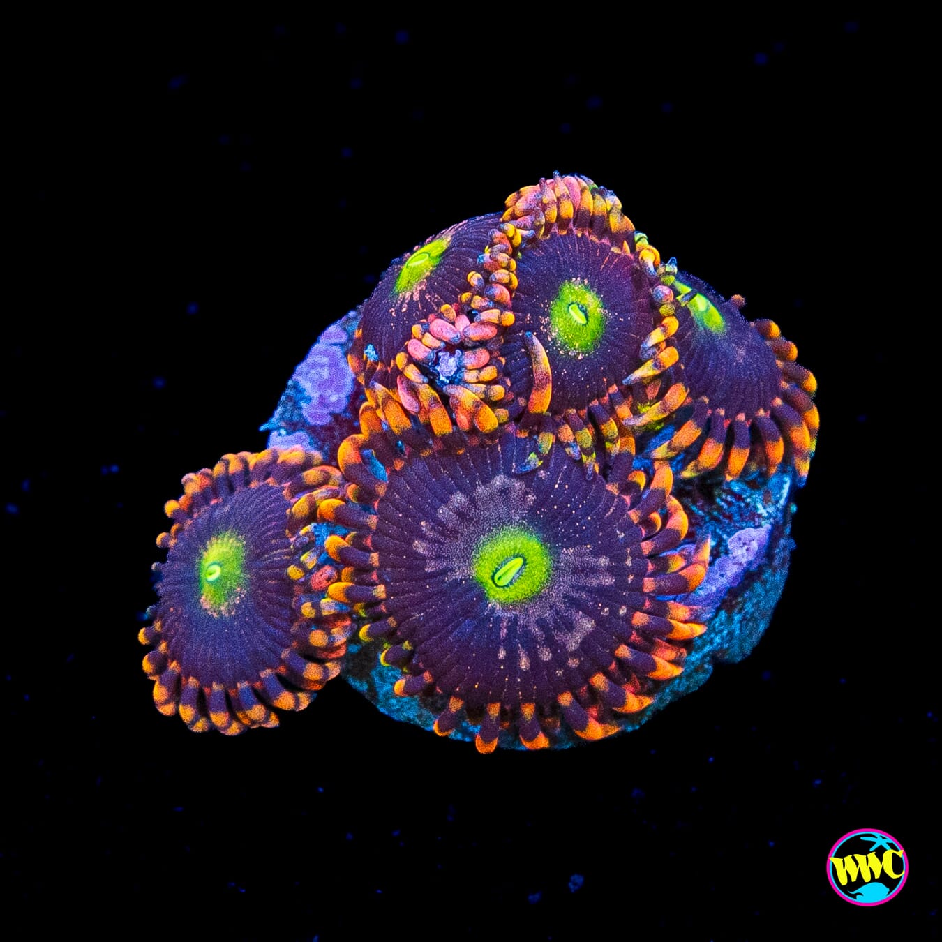 Anti Matter Zoanthids