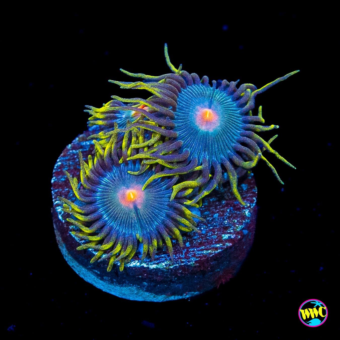 WWC Hairy Gorilla Nipple Zoanthids