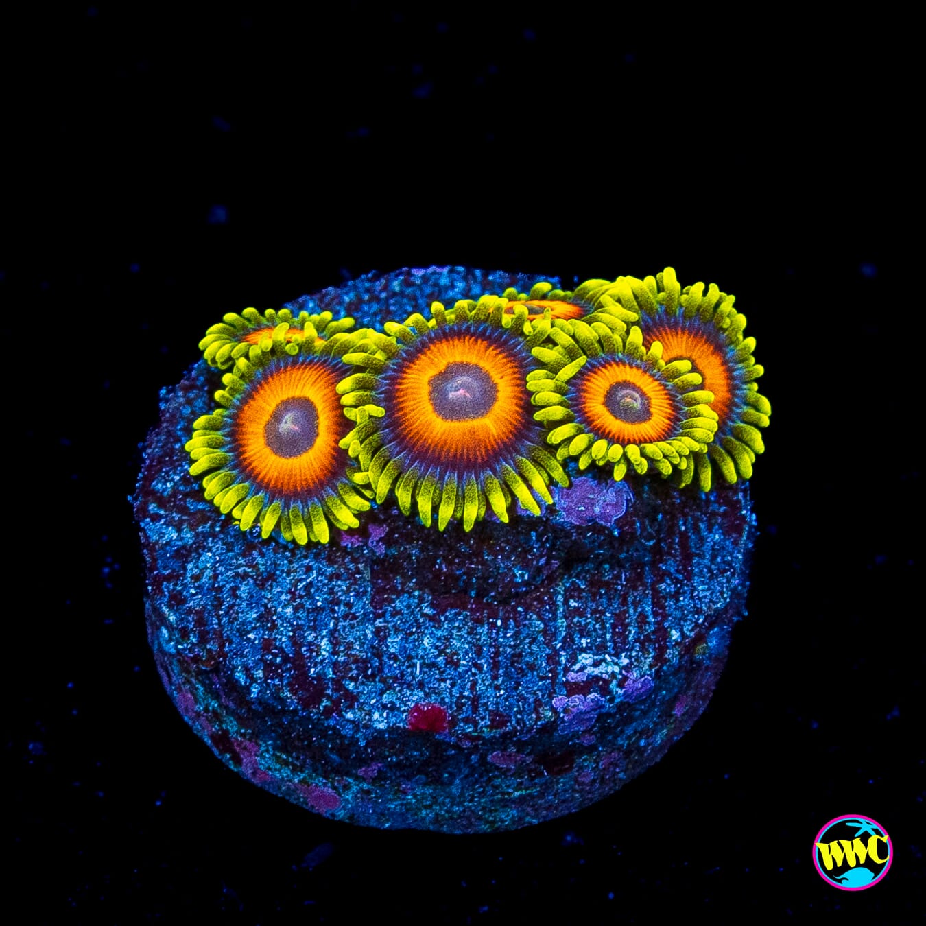 WWC Wildflower Zoanthids