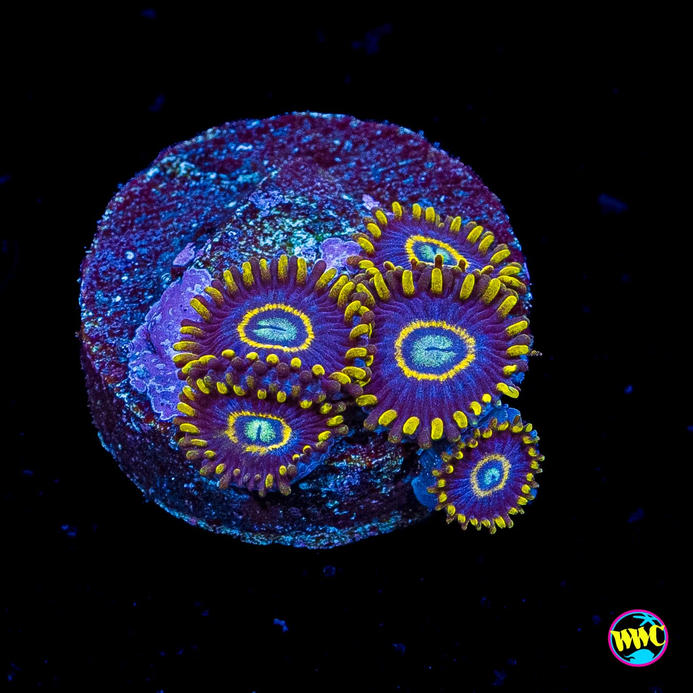 Blue Hornet Zoanthids