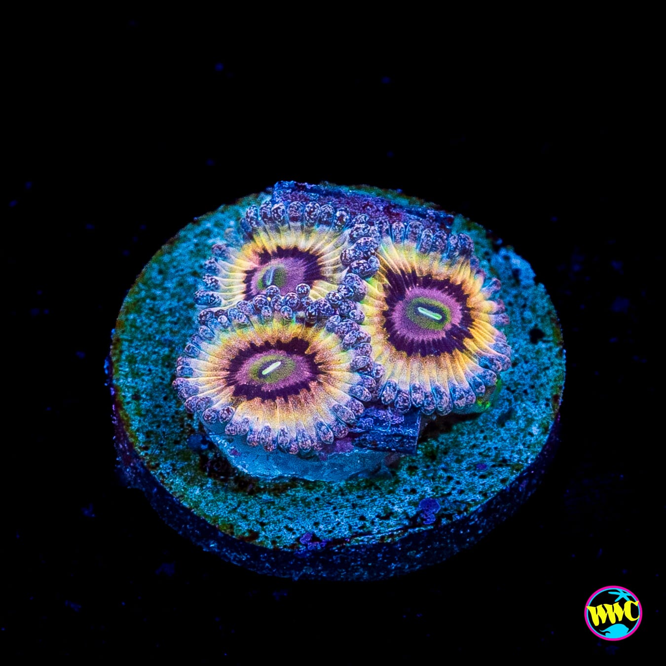Queen Stratosphere Zoanthids