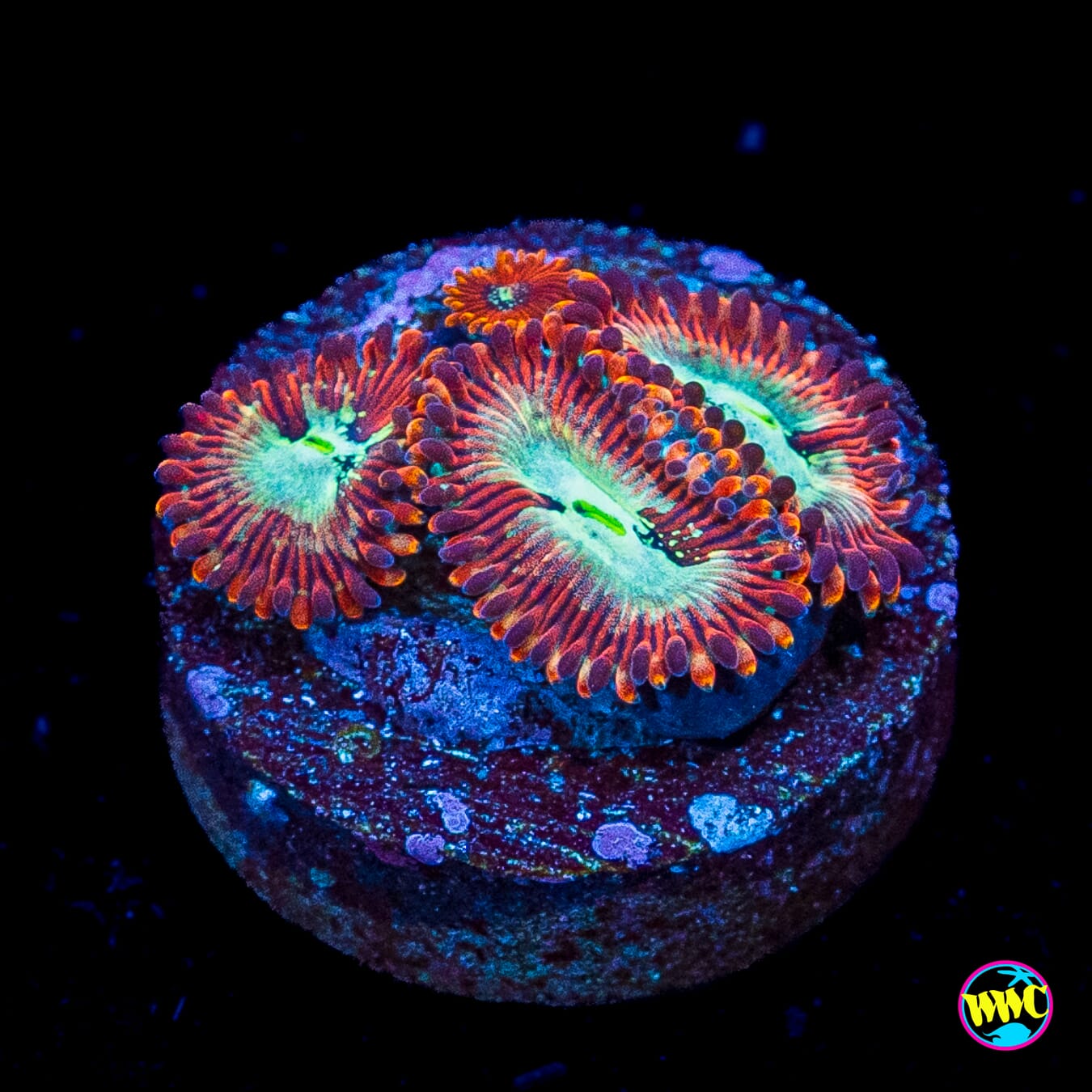 WWC Warlock Zoanthids