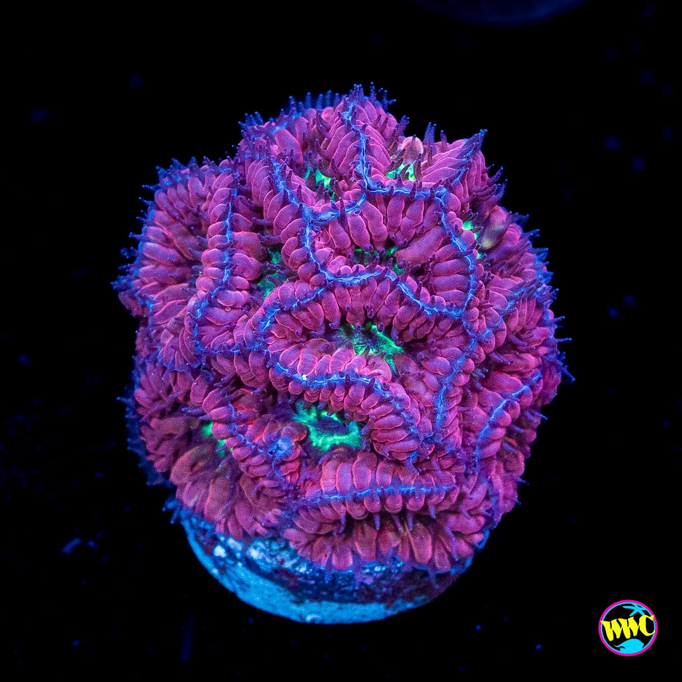 WWC Merletti Blastomussa