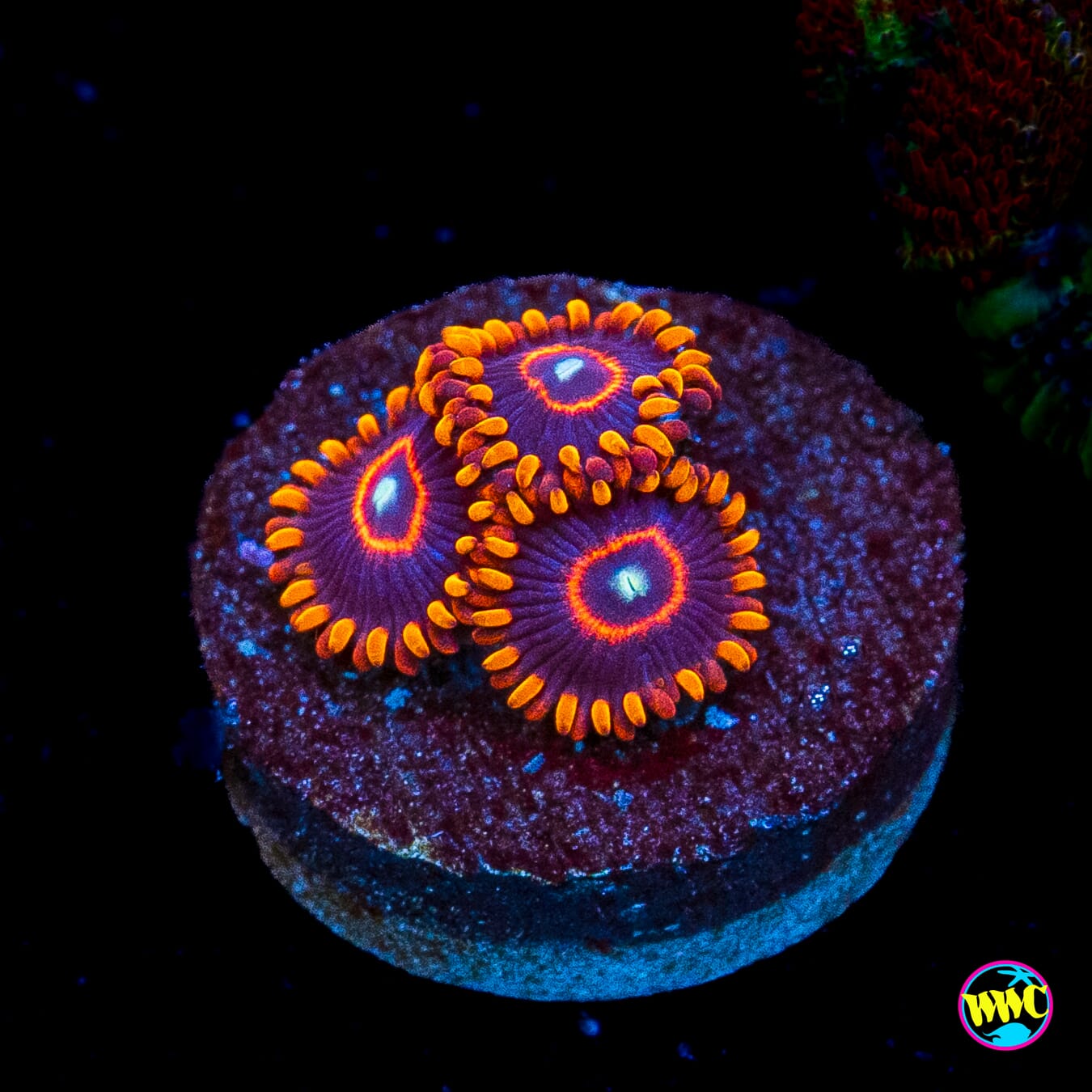 Red Hornet Zoanthids