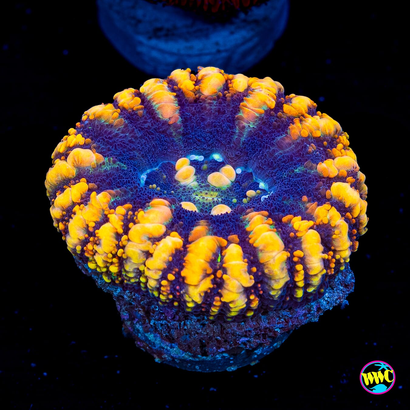 Mysterioso Button Scolymia