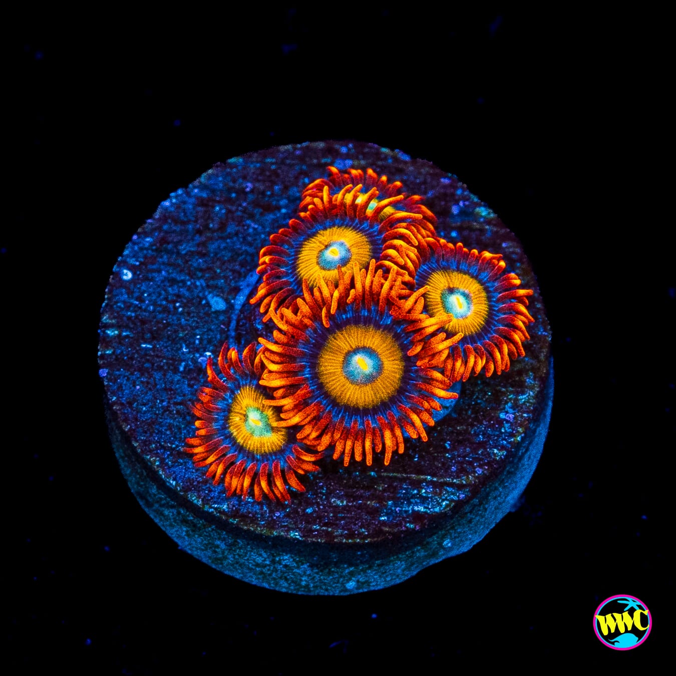 WWC Blondies Zoanthids