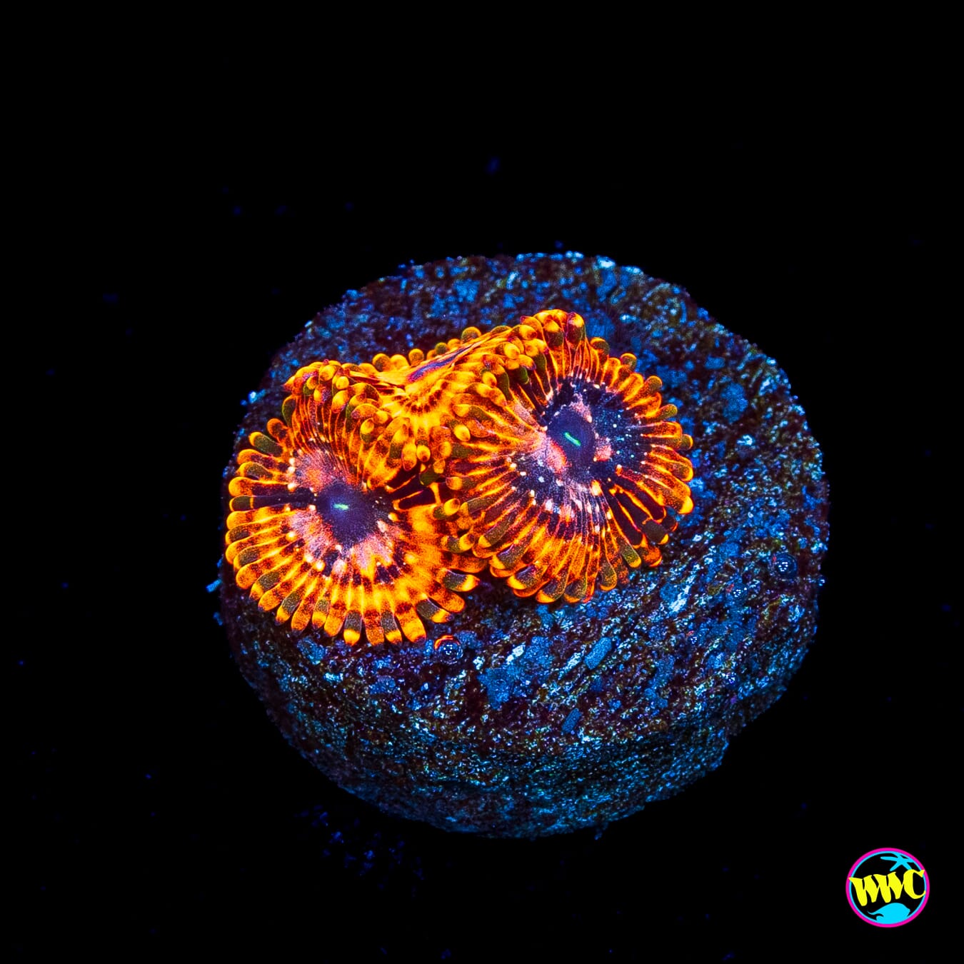 Utter Chaos Zoanthids