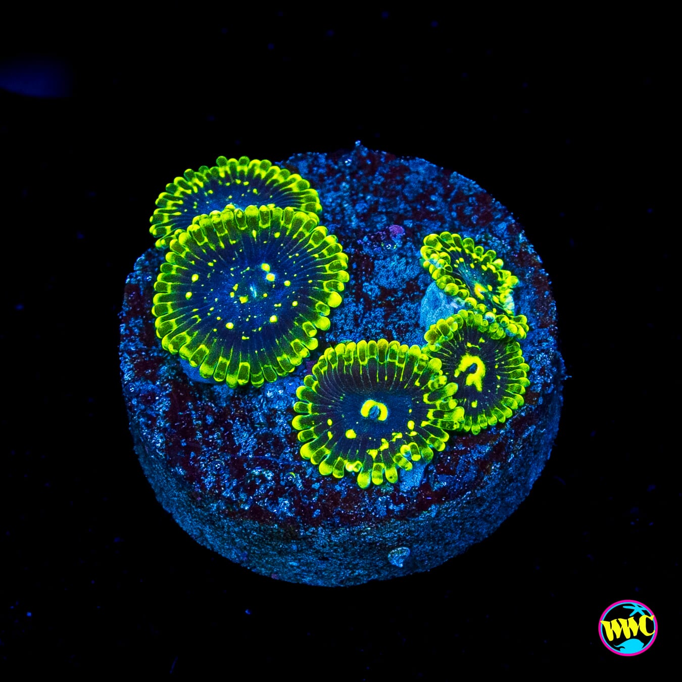 Exosphere Zoanthids
