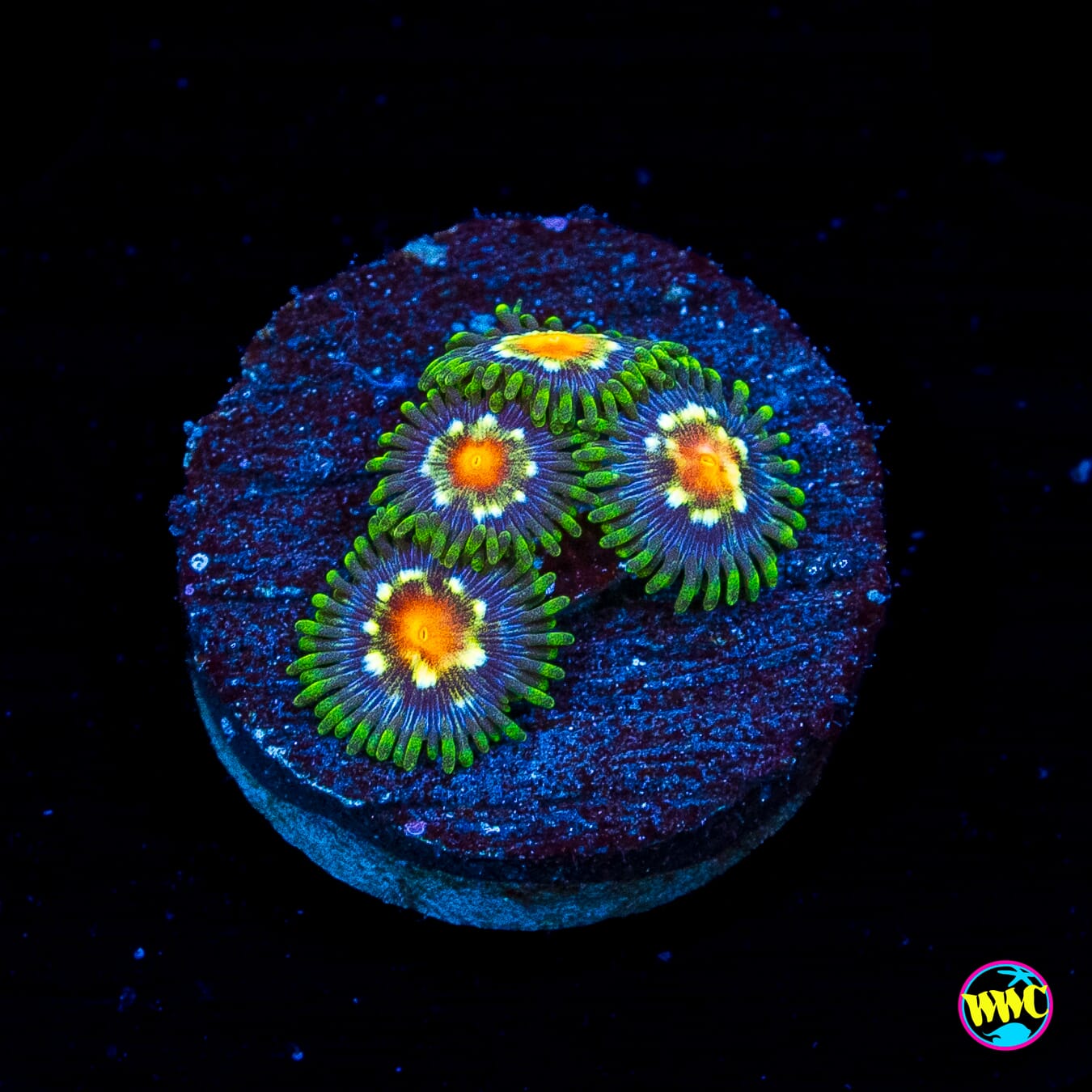 Jason Fox Stargazer Zoanthids