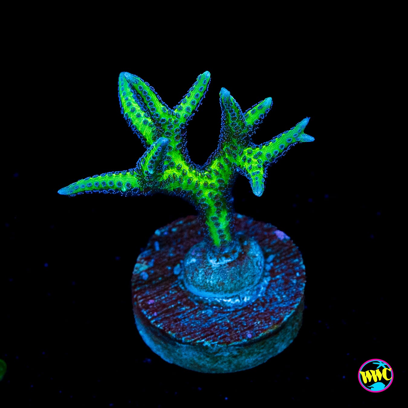 WWC Purple Polyp Birdsnest