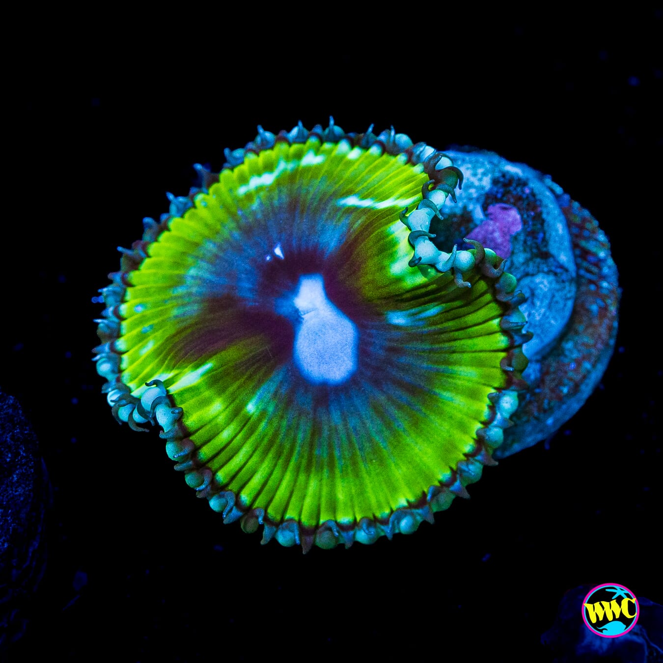WWC Emerald Grandis Palythoa