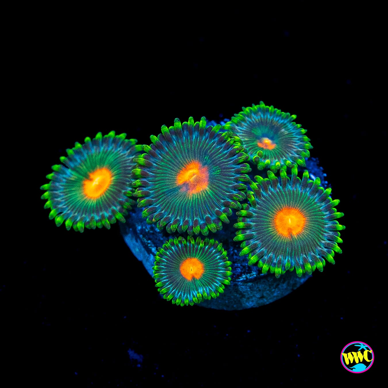 WWC Campfire Zoanthids