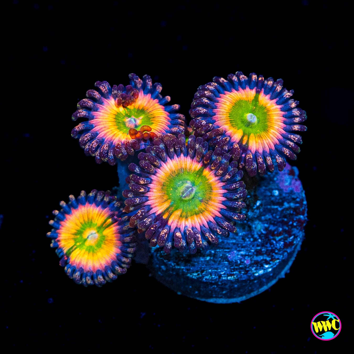 Tyree Rainbow Infusion Zoanthids