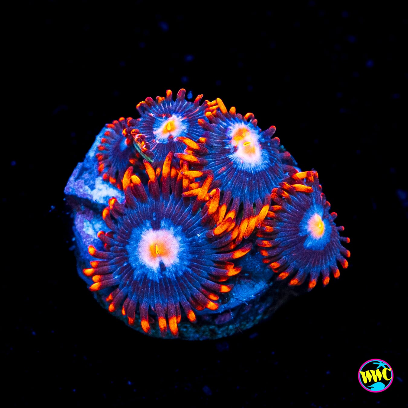 Fire and Ice Zoanthids