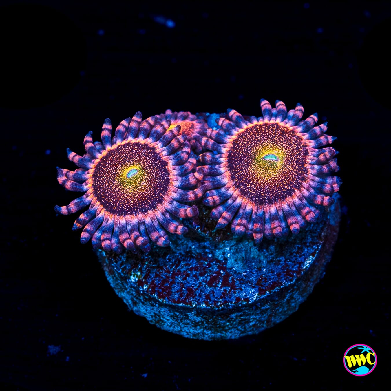 WWC Mohawk Zoanthids