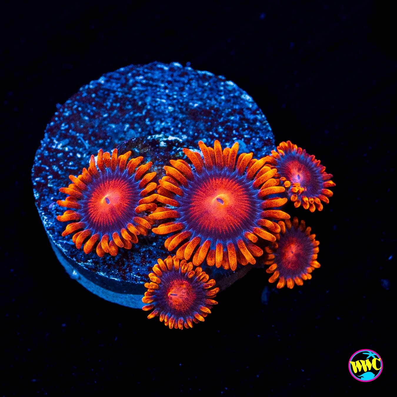 Bam Bamz Zoanthids
