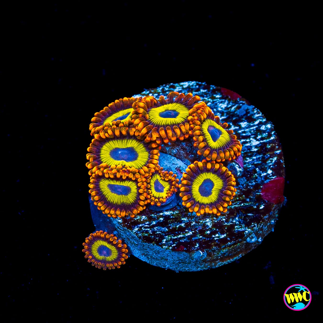 Fruit Loopz Zoanthids