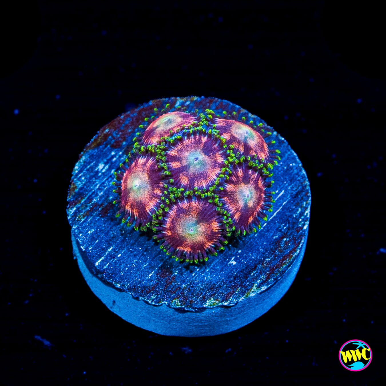 WWC Candy Stripe Zoanthids