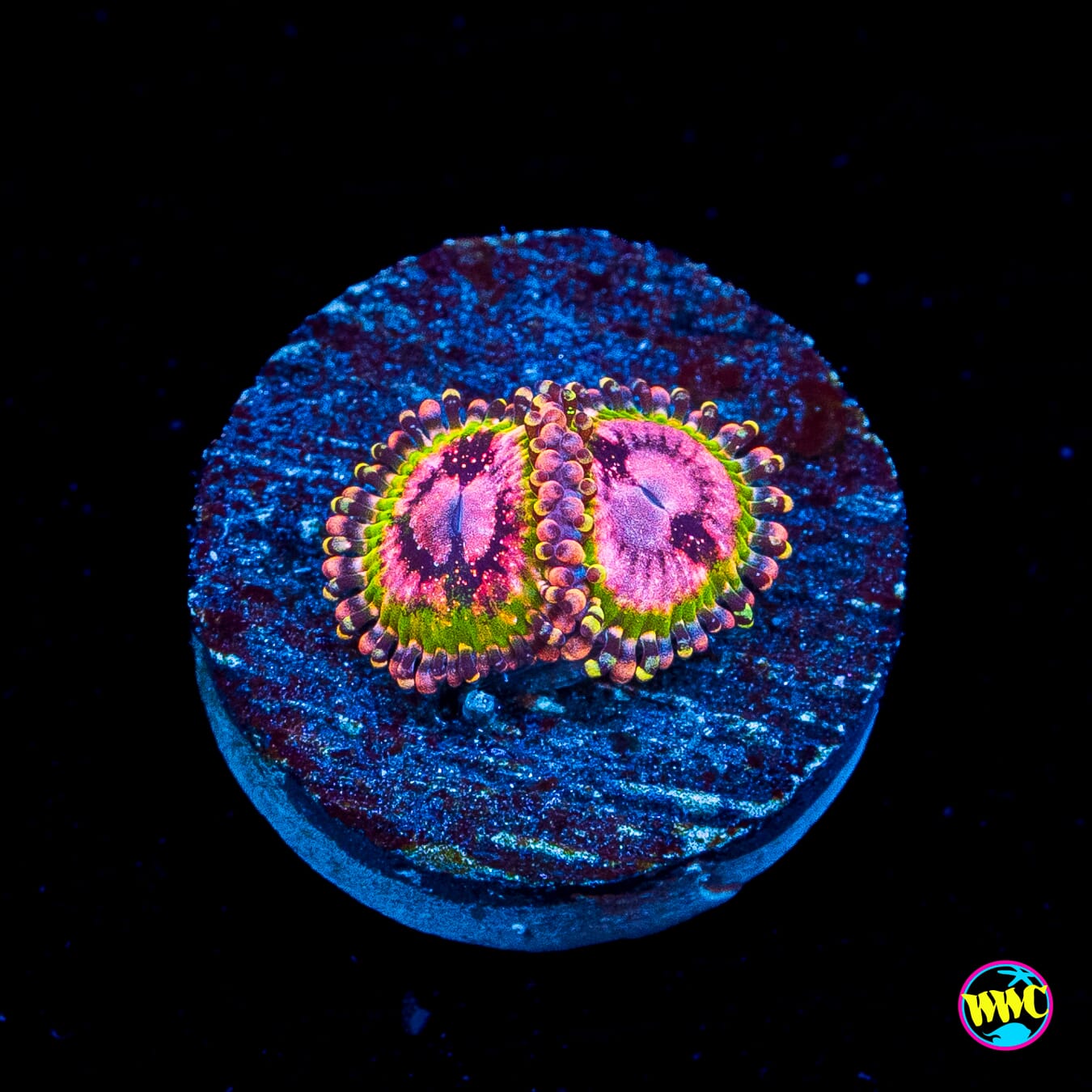 WWC Pink Krakatoa Zoanthids