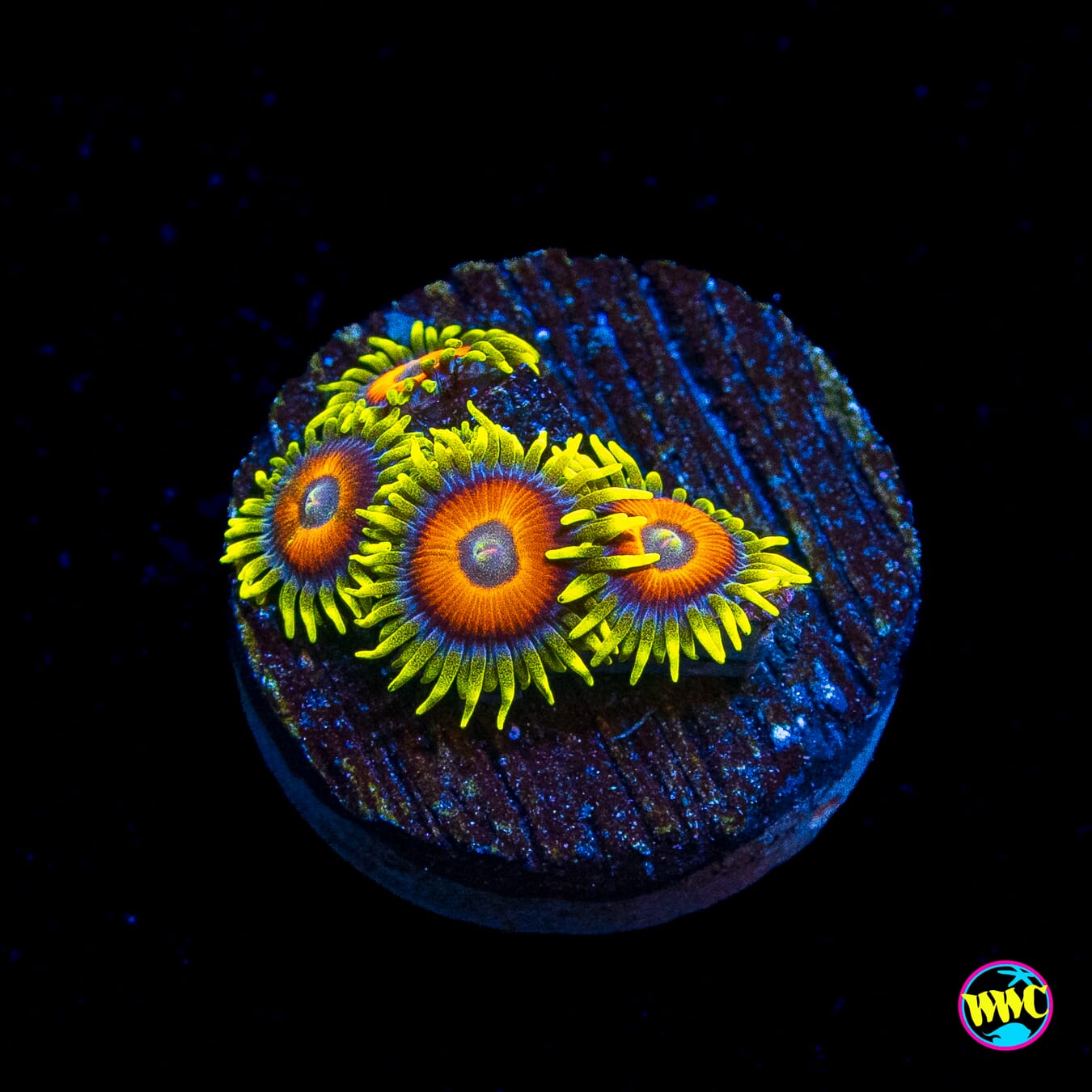 WWC Wildflower Zoanthids
