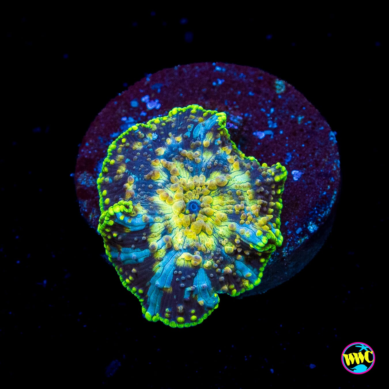 Spotted Iguana Disco Mushroom
